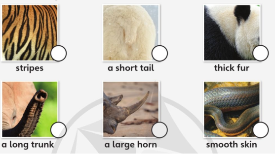 Tiếng Anh lớp 4 Unit 7 lesson 6 trang 117 Explore Our World 0 1